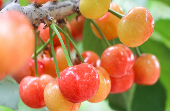 村落振兴工作动态（第134期）