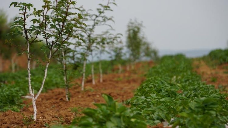 市国资委党委副书记任晓今一行放哨领导集团助扶的蓝田县马王村“三排查 三清零”工作